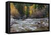 Castle Creek in Autumn in the White River National Forest Near Aspen, Colorado, Usa-Chuck Haney-Framed Stretched Canvas