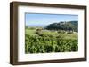 Castle Sitzenberg and Vineyards, Austria-Volker Preusser-Framed Photographic Print