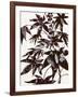 Castor Bean 2-Cynthia MacCollum-Framed Art Print