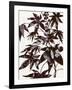 Castor Bean 2-Cynthia MacCollum-Framed Art Print