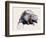 Castor Fiber, 2001-Mark Adlington-Framed Giclee Print