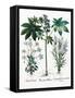 Castor Oil Plant-Georgette Douwma-Framed Stretched Canvas