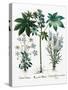 Castor Oil Plant-Georgette Douwma-Stretched Canvas