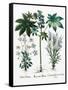 Castor Oil Plant-Georgette Douwma-Framed Stretched Canvas