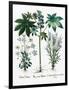 Castor Oil Plant-Georgette Douwma-Framed Photographic Print