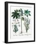 Castor Oil Plant-Georgette Douwma-Framed Photographic Print