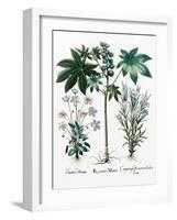 Castor Oil Plant-Georgette Douwma-Framed Photographic Print