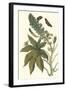 Castor Oil Tree with a Moth-Maria Sibylla Merian-Framed Art Print