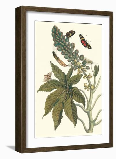 Castor Oil Tree with a Moth-Maria Sibylla Merian-Framed Art Print