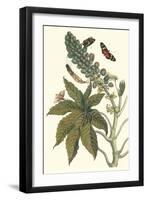 Castor Oil Tree with a Moth-Maria Sibylla Merian-Framed Art Print