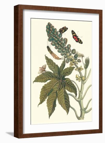 Castor Oil Tree with a Moth-Maria Sibylla Merian-Framed Art Print