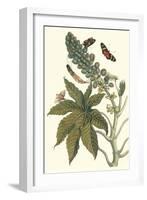 Castor Oil Tree with a Moth-Maria Sibylla Merian-Framed Art Print