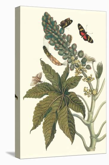 Castor Oil Tree with a Moth-Maria Sibylla Merian-Stretched Canvas