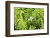 Castroville, Texas, USA. Ferns in the Texas Hill Country.-Emily Wilson-Framed Photographic Print