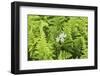 Castroville, Texas, USA. Ferns in the Texas Hill Country.-Emily Wilson-Framed Photographic Print