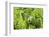 Castroville, Texas, USA. Ferns in the Texas Hill Country.-Emily Wilson-Framed Photographic Print