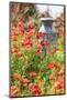 Castroville, Texas, USA. Old milk jug in poppies in the Texas Hill Country.-Emily Wilson-Mounted Photographic Print