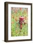 Castroville, Texas, USA. Poppies and fire hydrant in the Texas Hill Country.-Emily Wilson-Framed Photographic Print