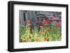 Castroville, Texas, USA. Poppies and historic buildings in the Texas Hill Country.-Emily Wilson-Framed Photographic Print