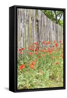 Castroville, Texas, USA. Poppies and wooden fence in the Texas Hill Country.-Emily Wilson-Framed Stretched Canvas