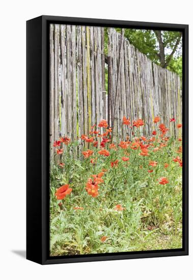 Castroville, Texas, USA. Poppies and wooden fence in the Texas Hill Country.-Emily Wilson-Framed Stretched Canvas