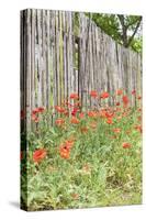 Castroville, Texas, USA. Poppies and wooden fence in the Texas Hill Country.-Emily Wilson-Stretched Canvas