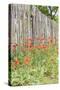 Castroville, Texas, USA. Poppies and wooden fence in the Texas Hill Country.-Emily Wilson-Stretched Canvas