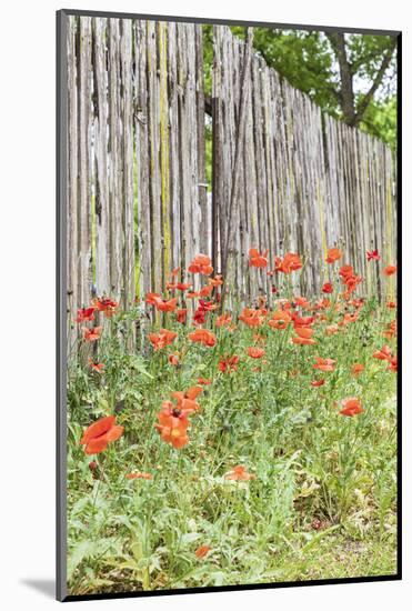 Castroville, Texas, USA. Poppies and wooden fence in the Texas Hill Country.-Emily Wilson-Mounted Photographic Print