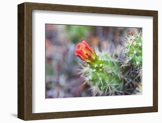 Castroville, Texas, USA. Prickly pear flower in the Texas Hill Country.-Emily Wilson-Framed Photographic Print