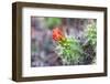 Castroville, Texas, USA. Prickly pear flower in the Texas Hill Country.-Emily Wilson-Framed Photographic Print