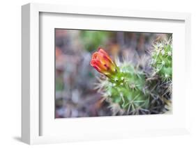 Castroville, Texas, USA. Prickly pear flower in the Texas Hill Country.-Emily Wilson-Framed Photographic Print