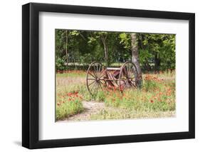 Castroville, Texas, USA.  Rusted antique farm equipment in a field of poppies.-Emily Wilson-Framed Photographic Print