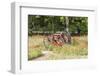 Castroville, Texas, USA.  Rusted antique farm equipment in a field of poppies.-Emily Wilson-Framed Photographic Print