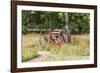 Castroville, Texas, USA.  Rusted antique farm equipment in a field of poppies.-Emily Wilson-Framed Photographic Print