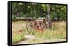 Castroville, Texas, USA.  Rusted antique farm equipment in a field of poppies.-Emily Wilson-Framed Stretched Canvas