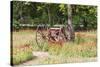 Castroville, Texas, USA.  Rusted antique farm equipment in a field of poppies.-Emily Wilson-Stretched Canvas