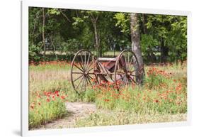 Castroville, Texas, USA.  Rusted antique farm equipment in a field of poppies.-Emily Wilson-Framed Photographic Print