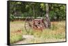 Castroville, Texas, USA.  Rusted antique farm equipment in a field of poppies.-Emily Wilson-Framed Stretched Canvas