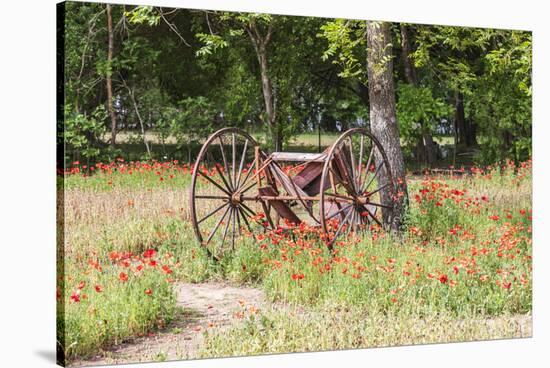 Castroville, Texas, USA.  Rusted antique farm equipment in a field of poppies.-Emily Wilson-Stretched Canvas
