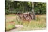 Castroville, Texas, USA.  Rusted antique farm equipment in a field of poppies.-Emily Wilson-Stretched Canvas