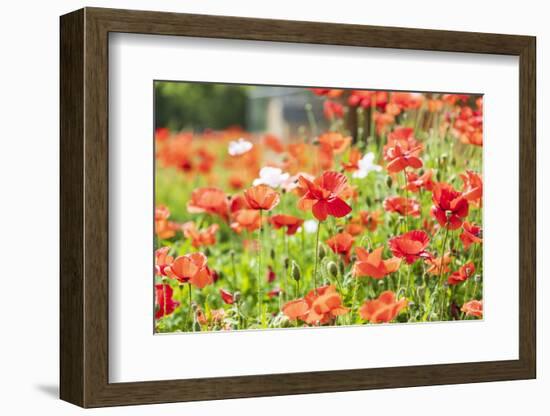 Castroville, Texas, USA. Wild poppies in the Texas Hill Country.-Emily Wilson-Framed Photographic Print