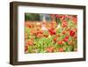 Castroville, Texas, USA. Wild poppies in the Texas Hill Country.-Emily Wilson-Framed Photographic Print