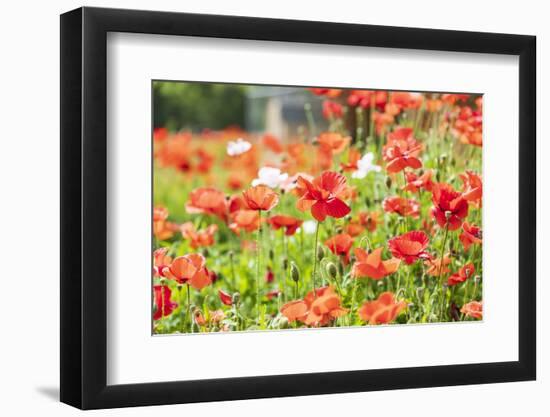 Castroville, Texas, USA. Wild poppies in the Texas Hill Country.-Emily Wilson-Framed Photographic Print