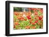 Castroville, Texas, USA. Wild poppies in the Texas Hill Country.-Emily Wilson-Framed Photographic Print