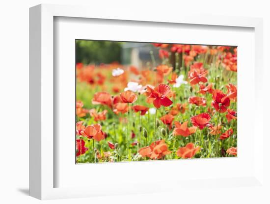 Castroville, Texas, USA. Wild poppies in the Texas Hill Country.-Emily Wilson-Framed Photographic Print