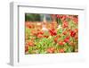 Castroville, Texas, USA. Wild poppies in the Texas Hill Country.-Emily Wilson-Framed Photographic Print