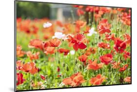 Castroville, Texas, USA. Wild poppies in the Texas Hill Country.-Emily Wilson-Mounted Photographic Print