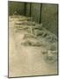 Casts of People Buried in the Destruction, Pompeii, Campania, Italy-Bruno Morandi-Mounted Photographic Print