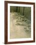 Casts of People Buried in the Destruction, Pompeii, Campania, Italy-Bruno Morandi-Framed Photographic Print