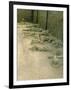 Casts of People Buried in the Destruction, Pompeii, Campania, Italy-Bruno Morandi-Framed Photographic Print